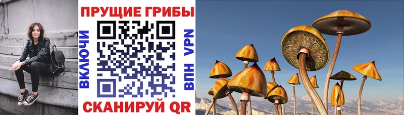 Псилоцибиновые грибы ЛСД Венёв